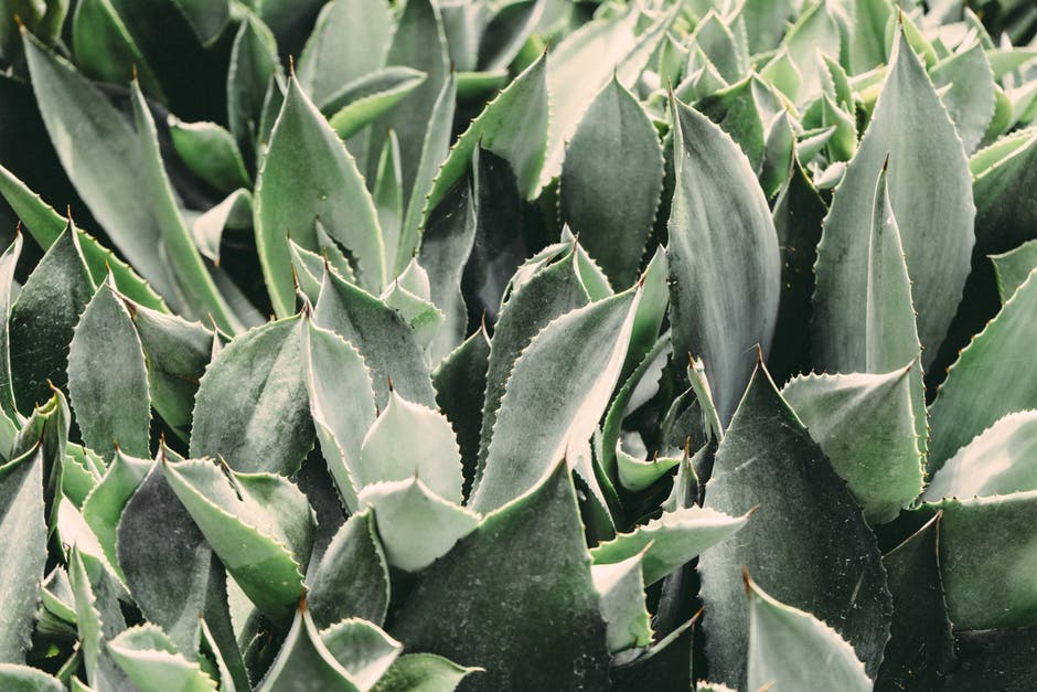 Aloe vera – blagodati i primjena