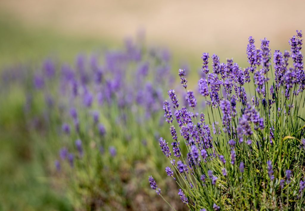 Slide 3 (Main shop slider)