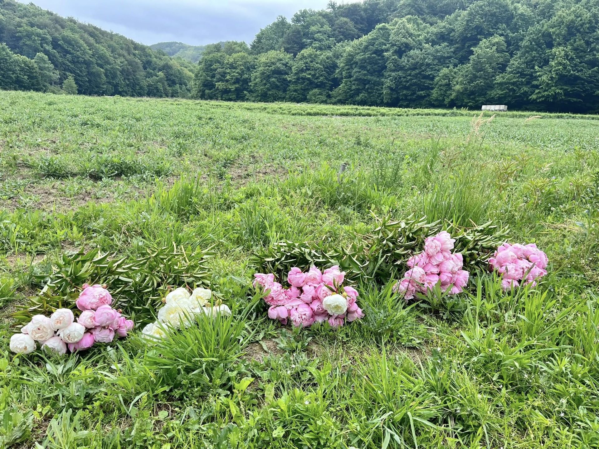 Vrijeme je božura: od polja do vrhunske kozmetike